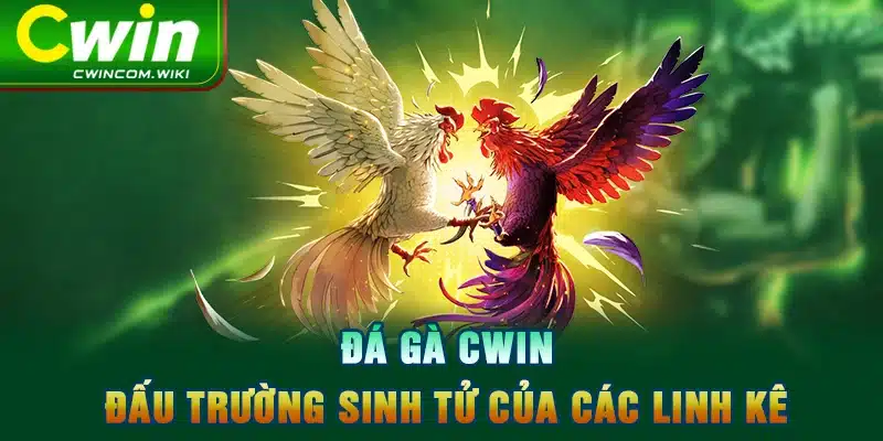 Đá gà CWIN - đấu trường sinh tử của các linh kê