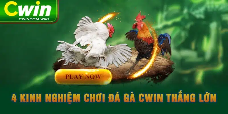 4 kinh nghiệm chơi đá gà CWIN thắng lớn 